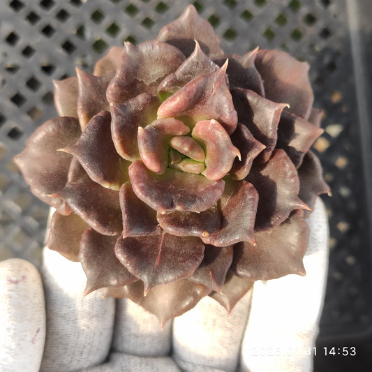 22466 ブラックマディバ 9cm pot size