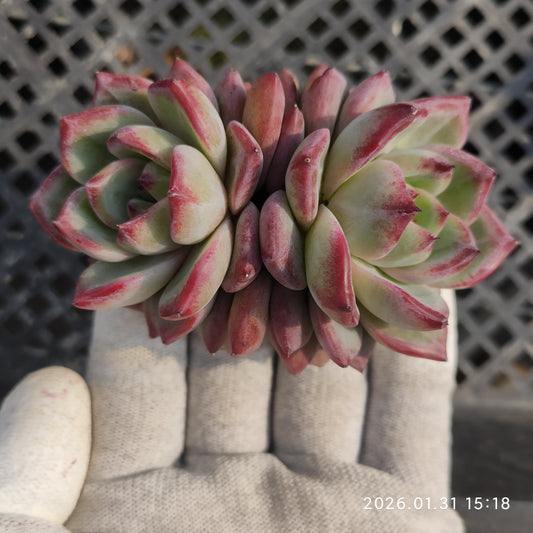 24705 デアデビル 7cm pot size