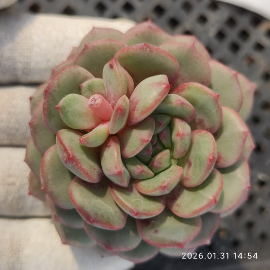 24711 ゴールドスピンク 7cm pot size