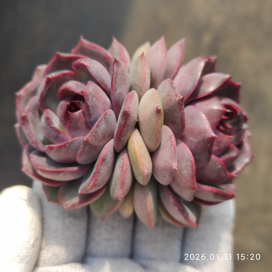 24715 チーズブルーベリー 9cm pot size