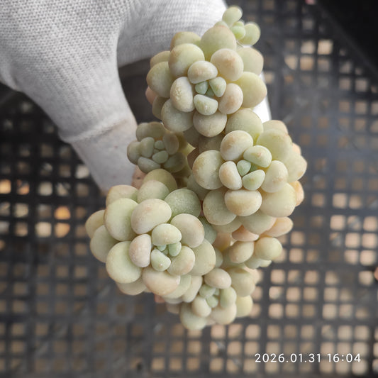 24717 ロココ 7cm pot size