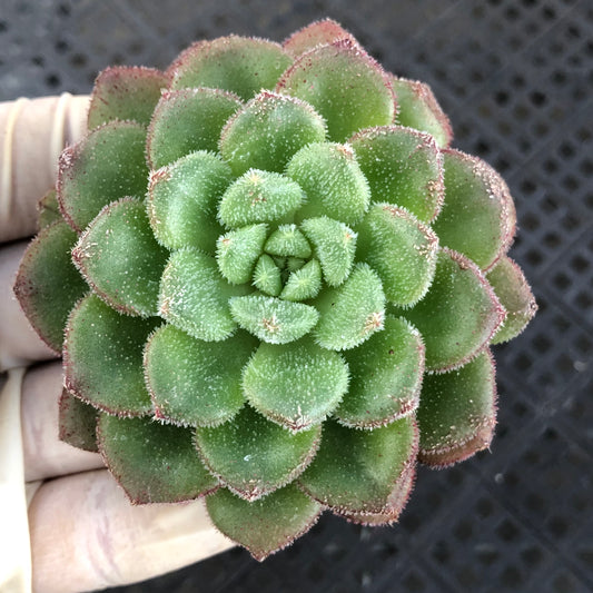 エケベリア 24722 キャロル
