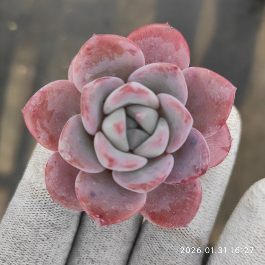 24787 ドリーム　グレース 5.5cm pot size