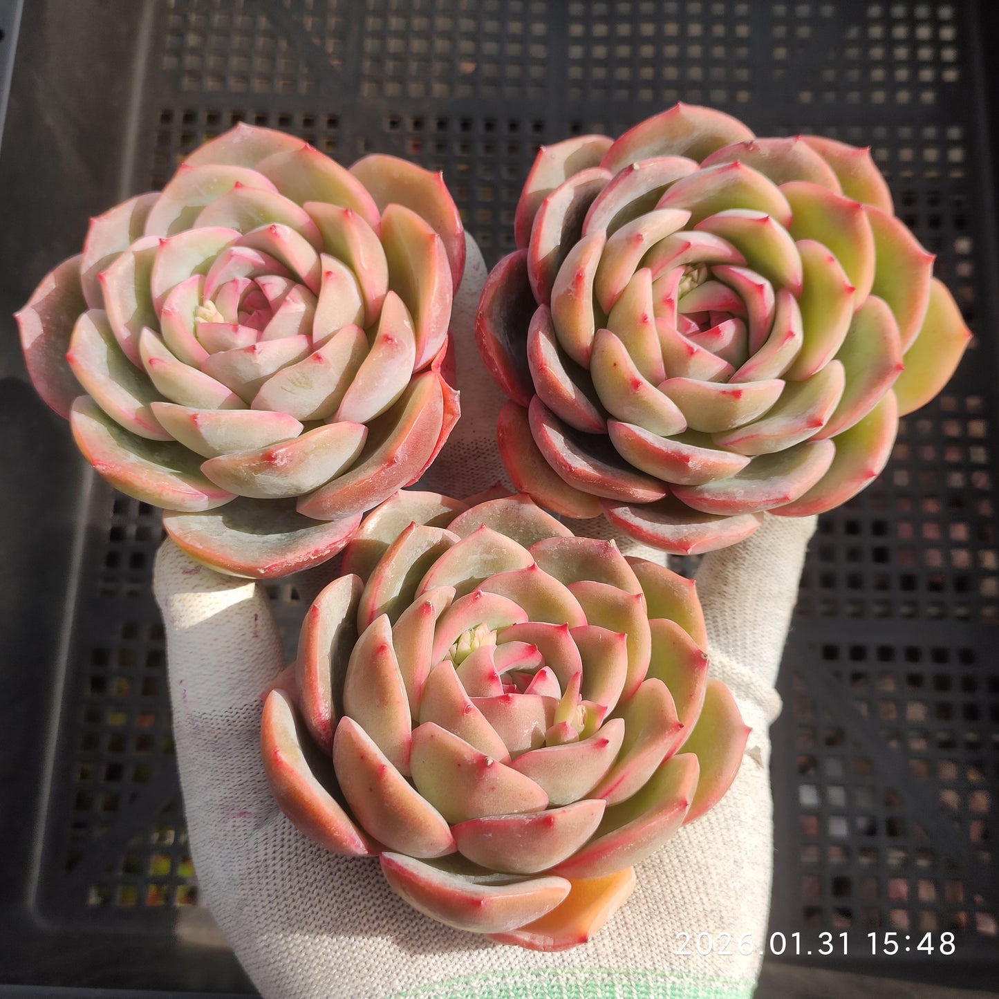 24789 ストロベリー　キャンディ 9cm pot size