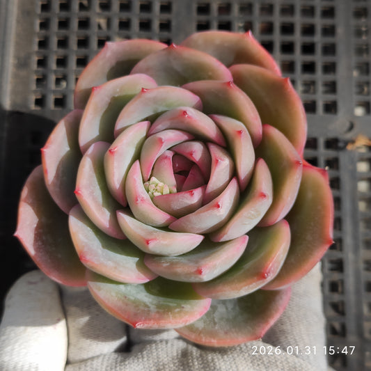 24789 ストロベリー　キャンディ 9cm pot size