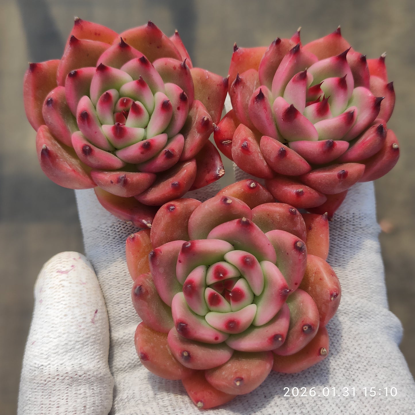 24791 ガルシア 5.5cm pot size