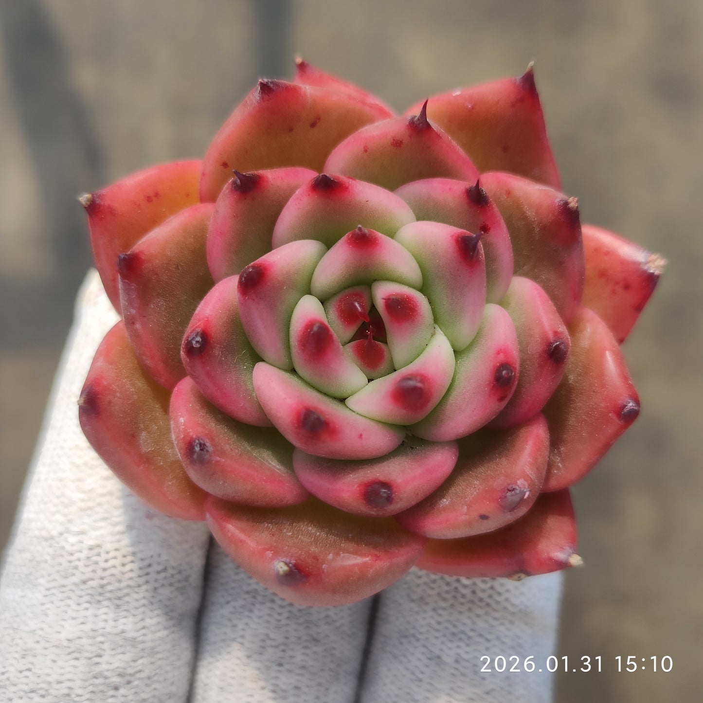 24791 ガルシア 5.5cm pot size