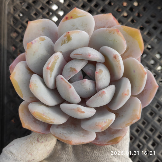 24792 シェリー 9cm pot size