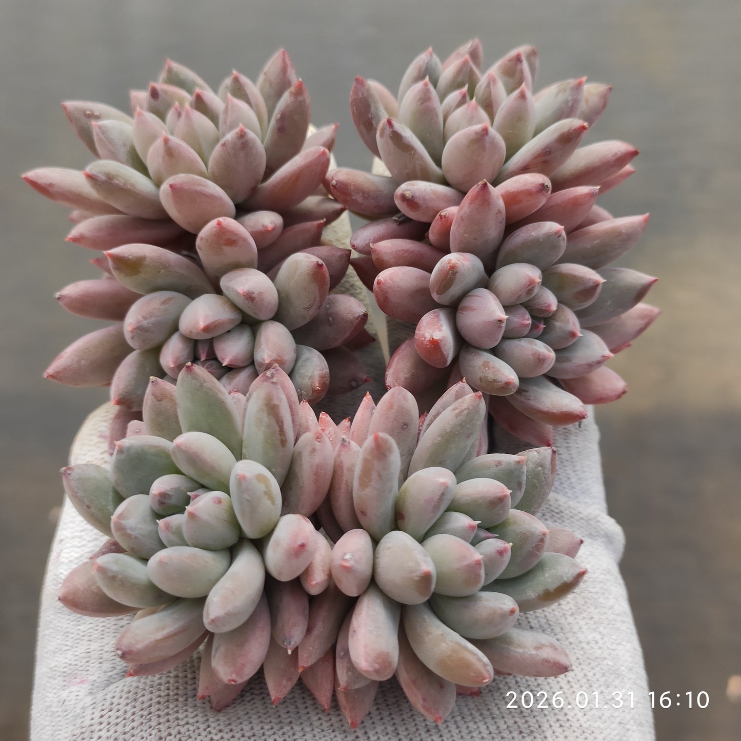 24795 メルロー 6.3cm pot size