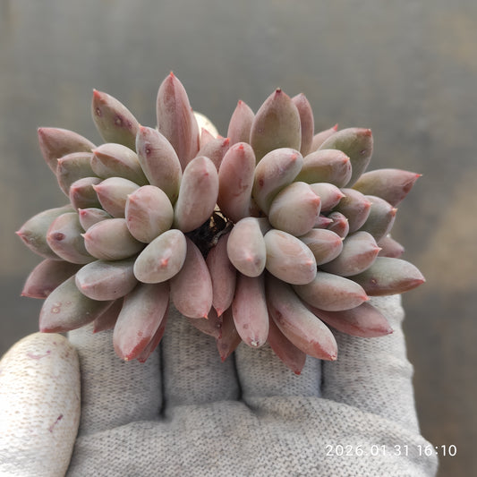 24795 メルロー 6.3cm pot size