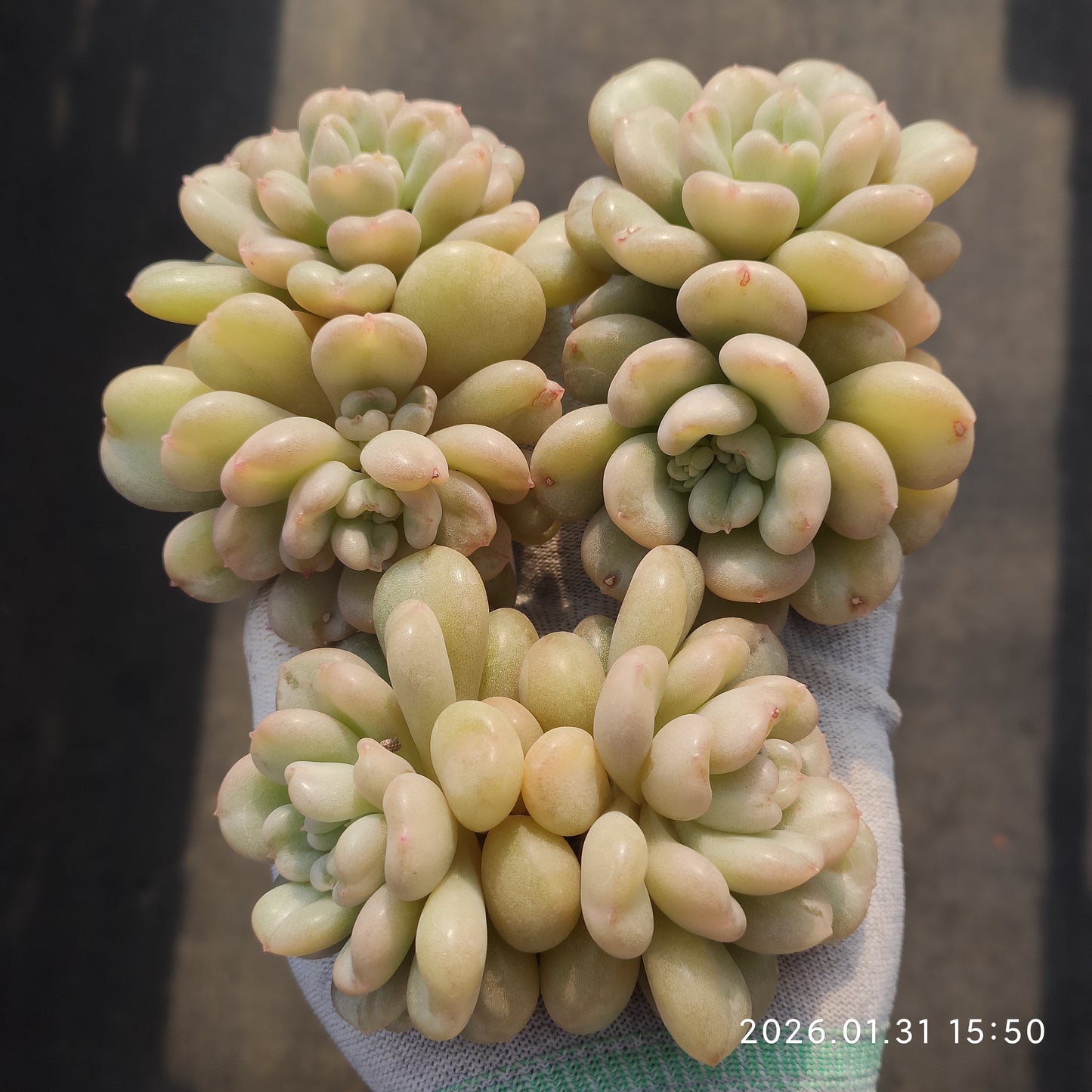 24797 ベイ 9cm pot size