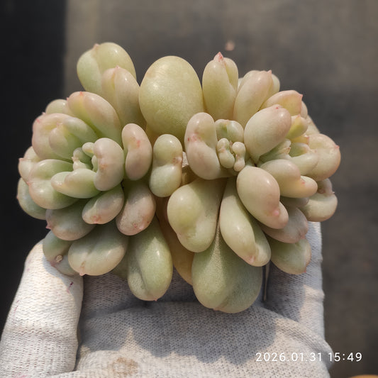 24797 ベイ 9cm pot size