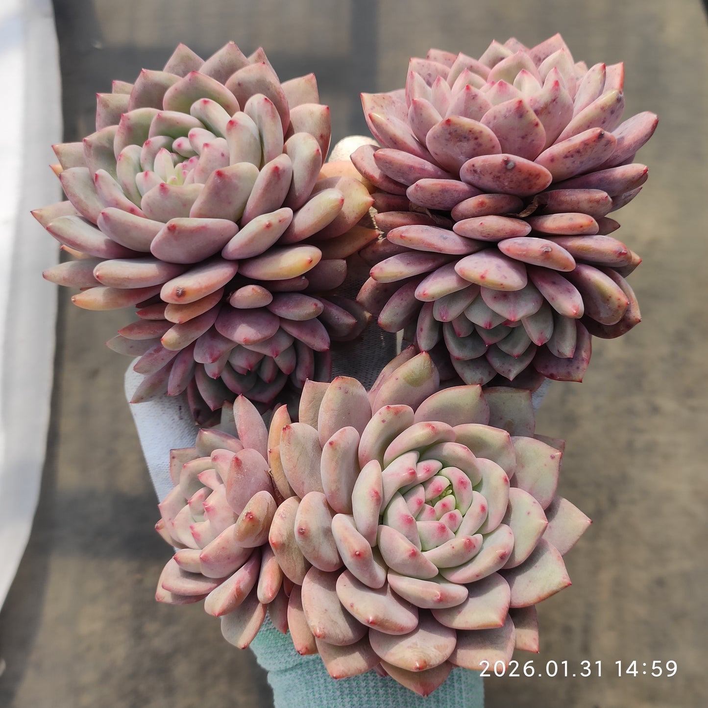 24802 アリエル 12.5cm pot size