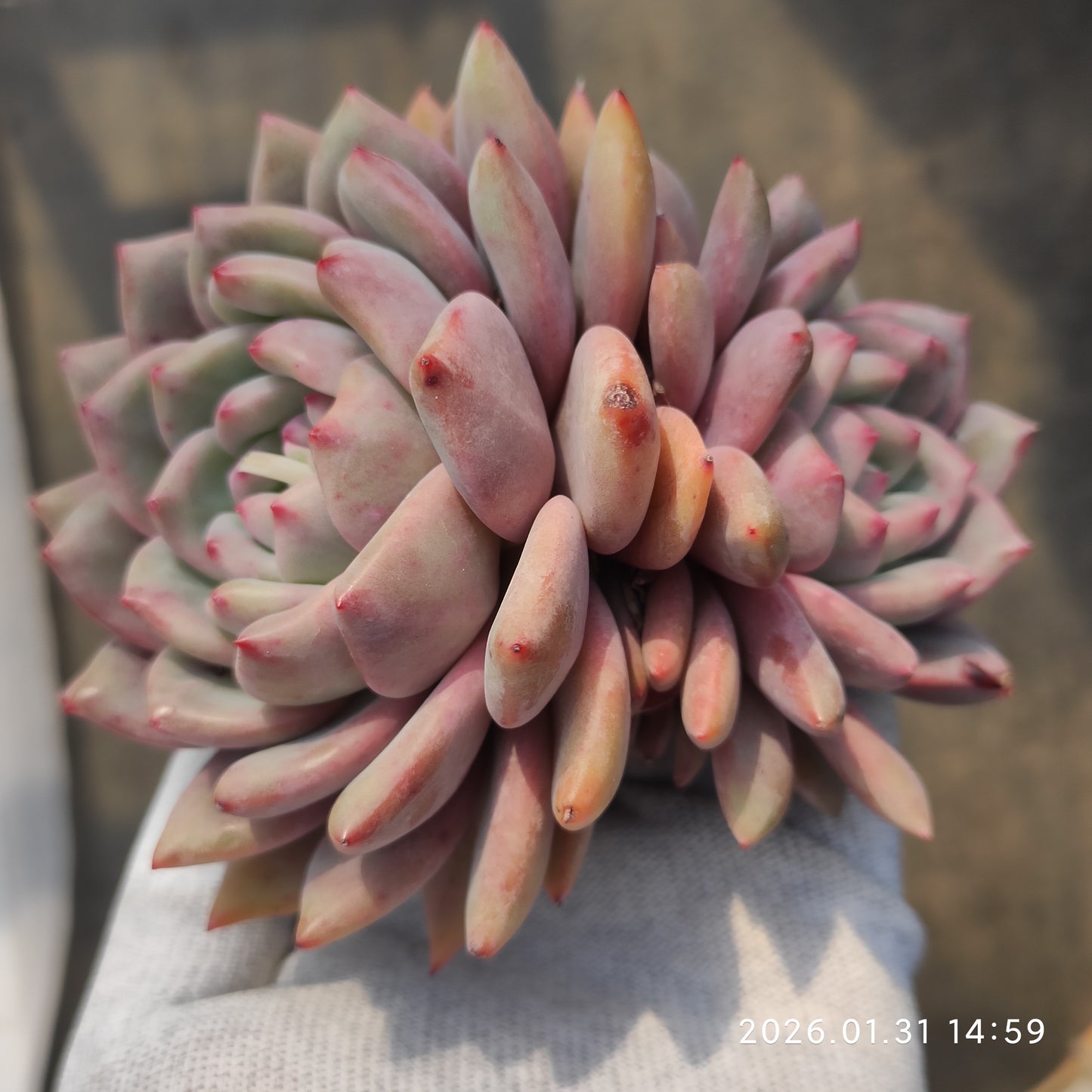 24802 アリエル 12.5cm pot size