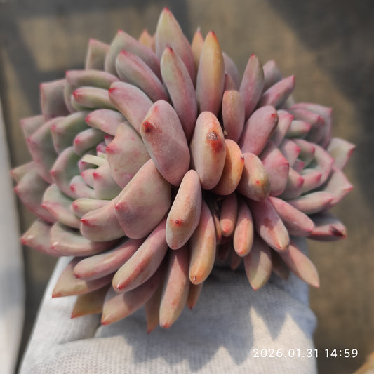 24802 アリエル 12.5cm pot size