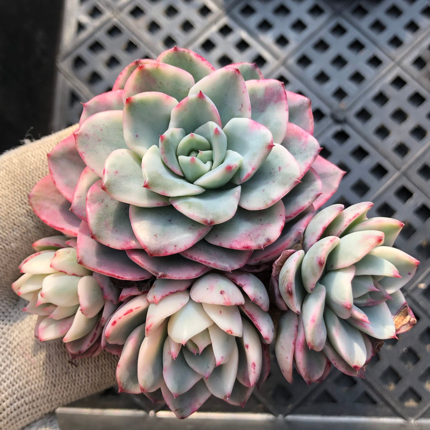 24824 ピーチス＆クリーム錦 9cm pot size