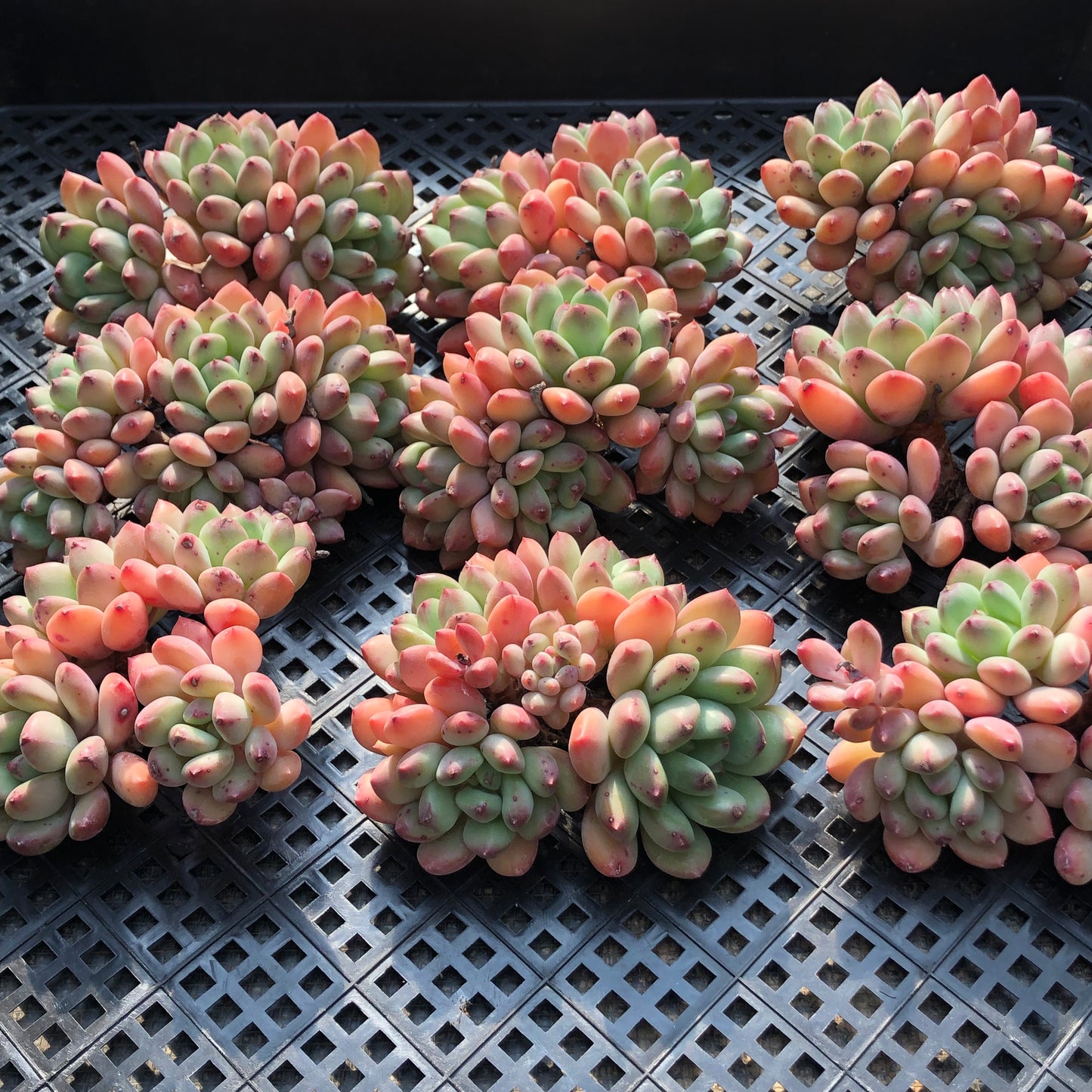 24825 ゼルダー 9cm pot size