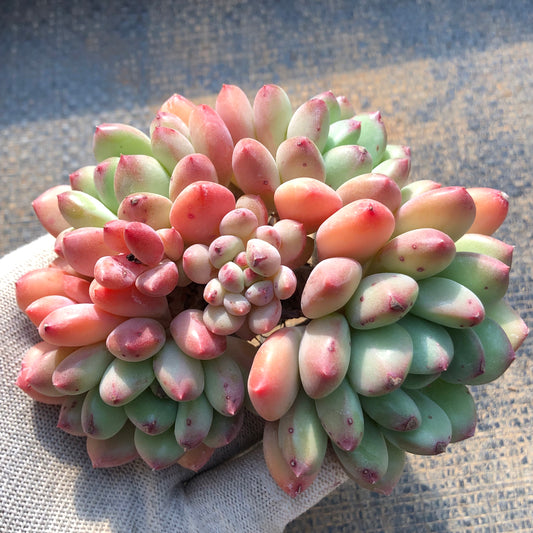 24825 ゼルダー 9cm pot size