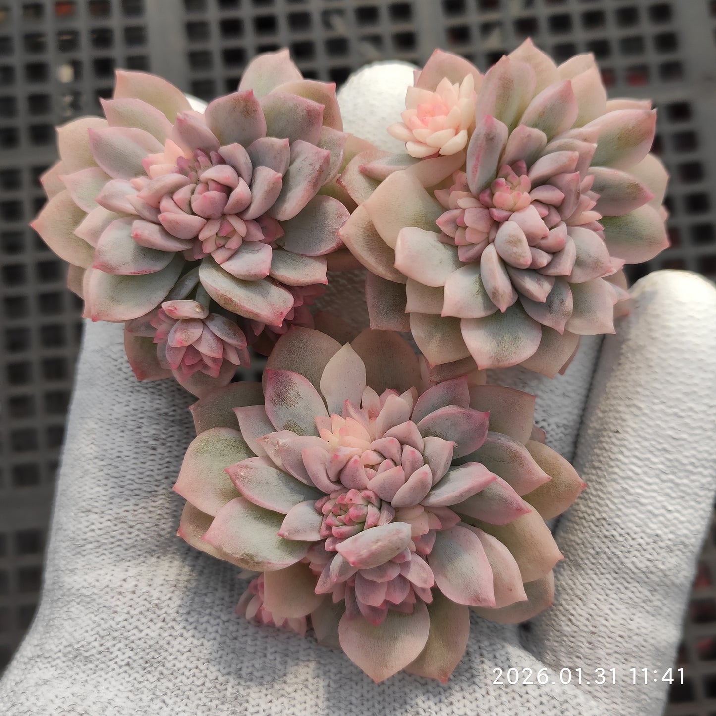 24841 プロリフィカー錦 5.5cm pot size