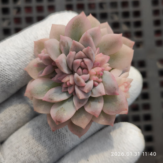 24841 プロリフィカー錦 5.5cm pot size