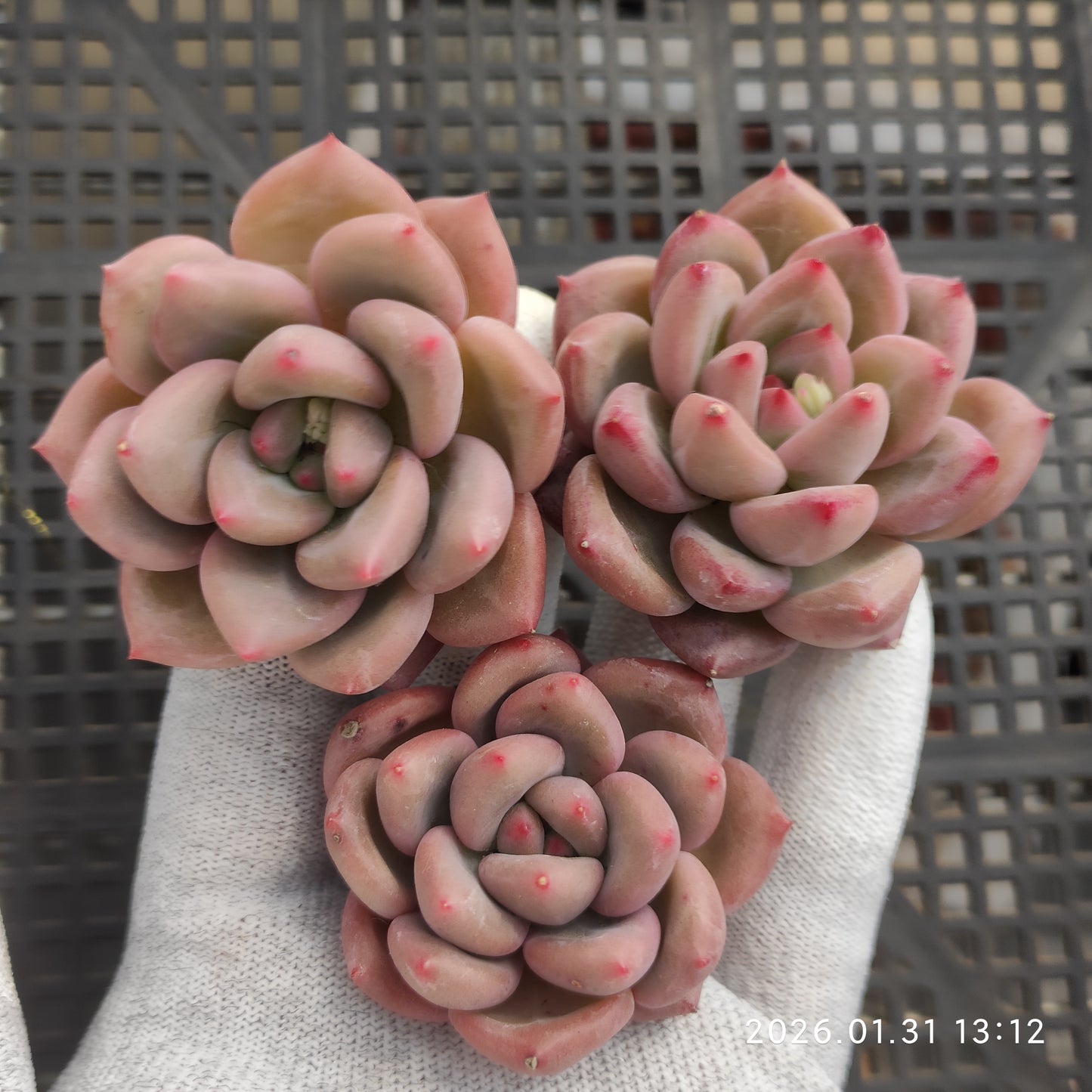 24928 シャンクス 7cm pot size