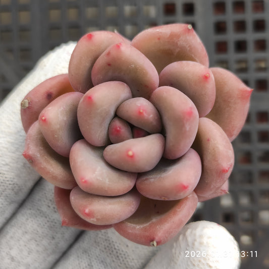 24928 シャンクス 7cm pot size