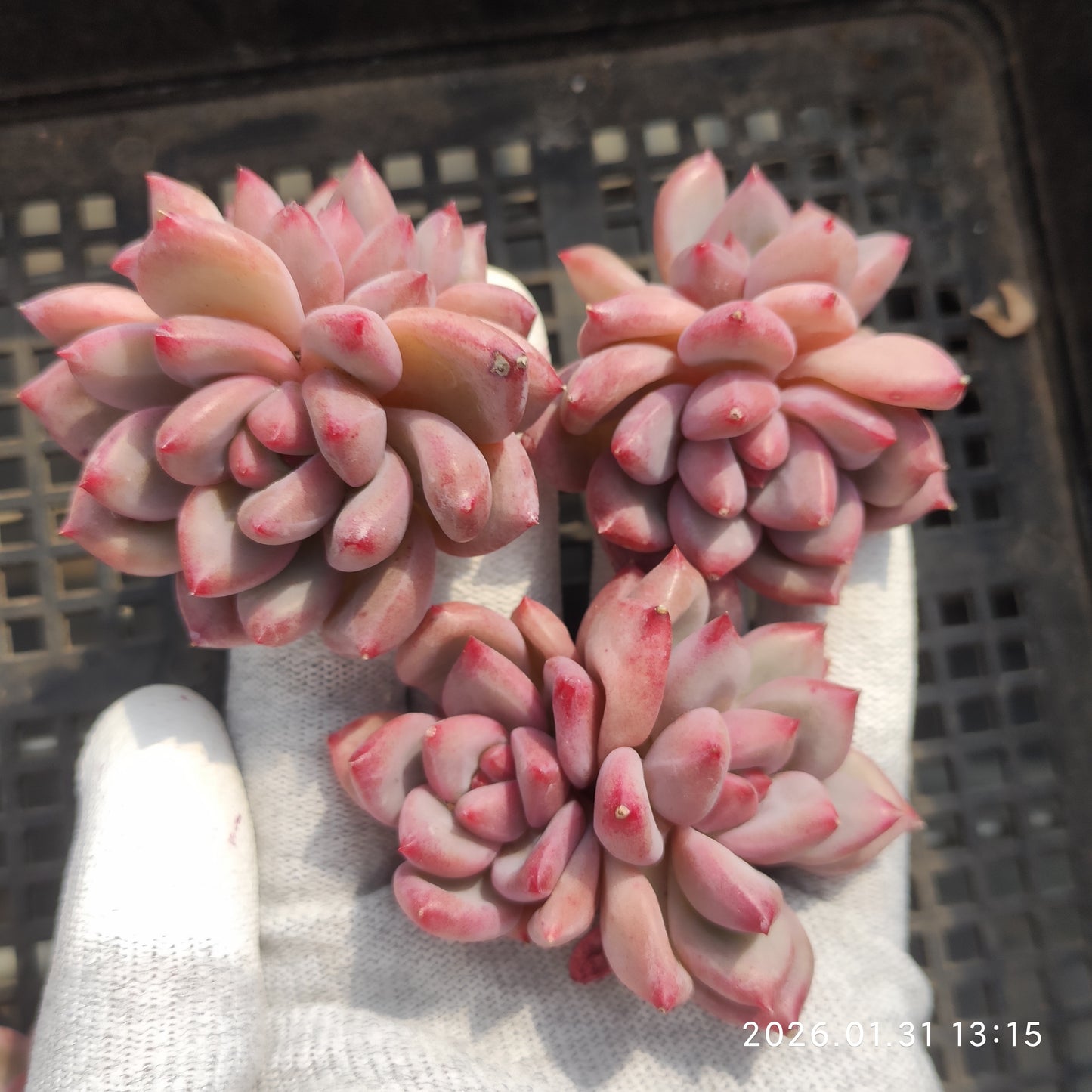 24929 シャンクス 7cm pot size