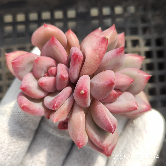 24929 シャンクス 7cm pot size