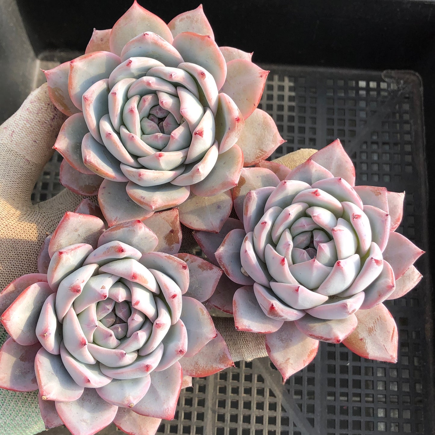 24992 ブルー　バード x コーローラッター 9cm pot size