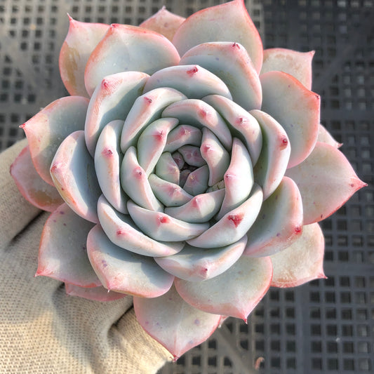 24992 ブルー　バード x コーローラッター 9cm pot size