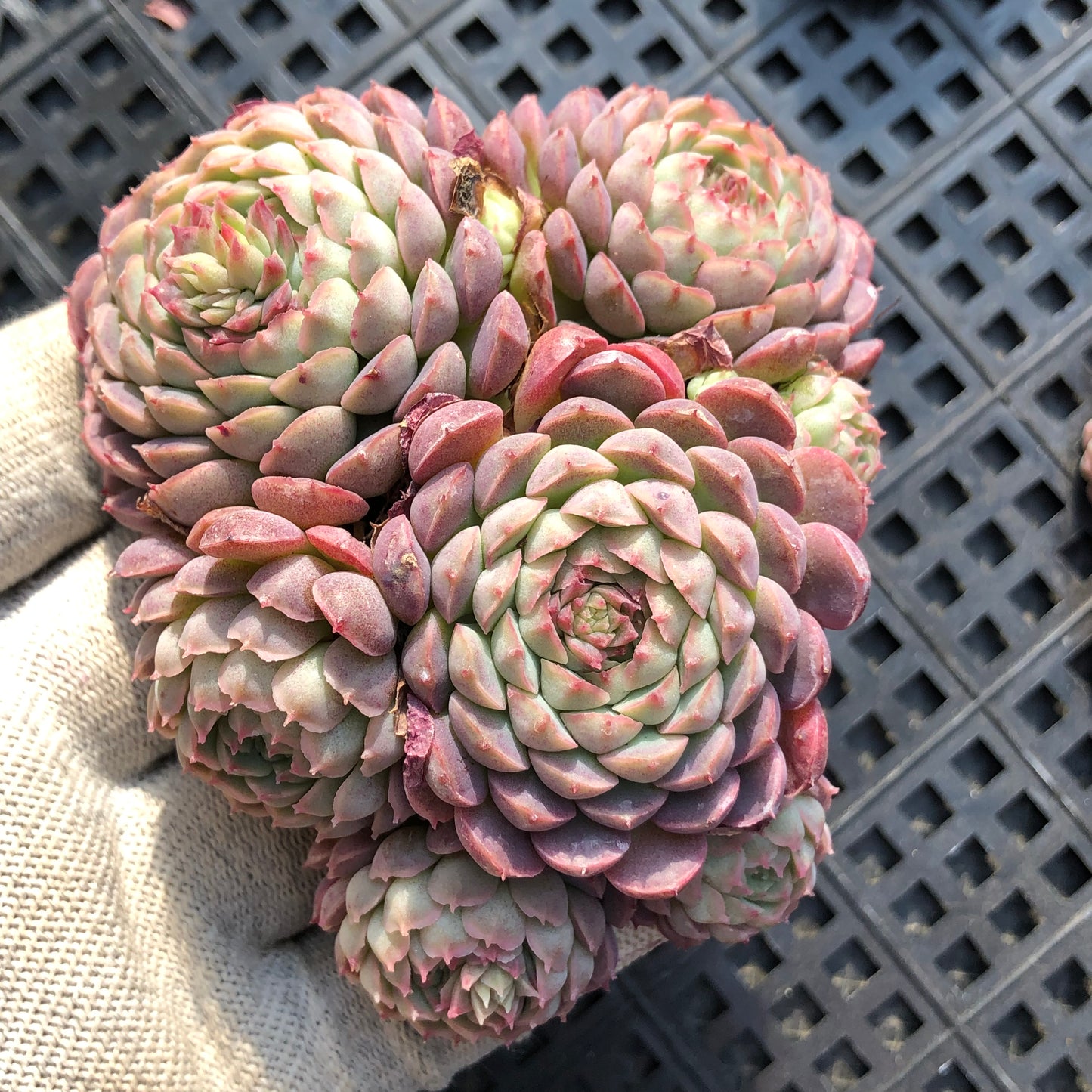 24998 シャルルローズHyb 9cm pot size