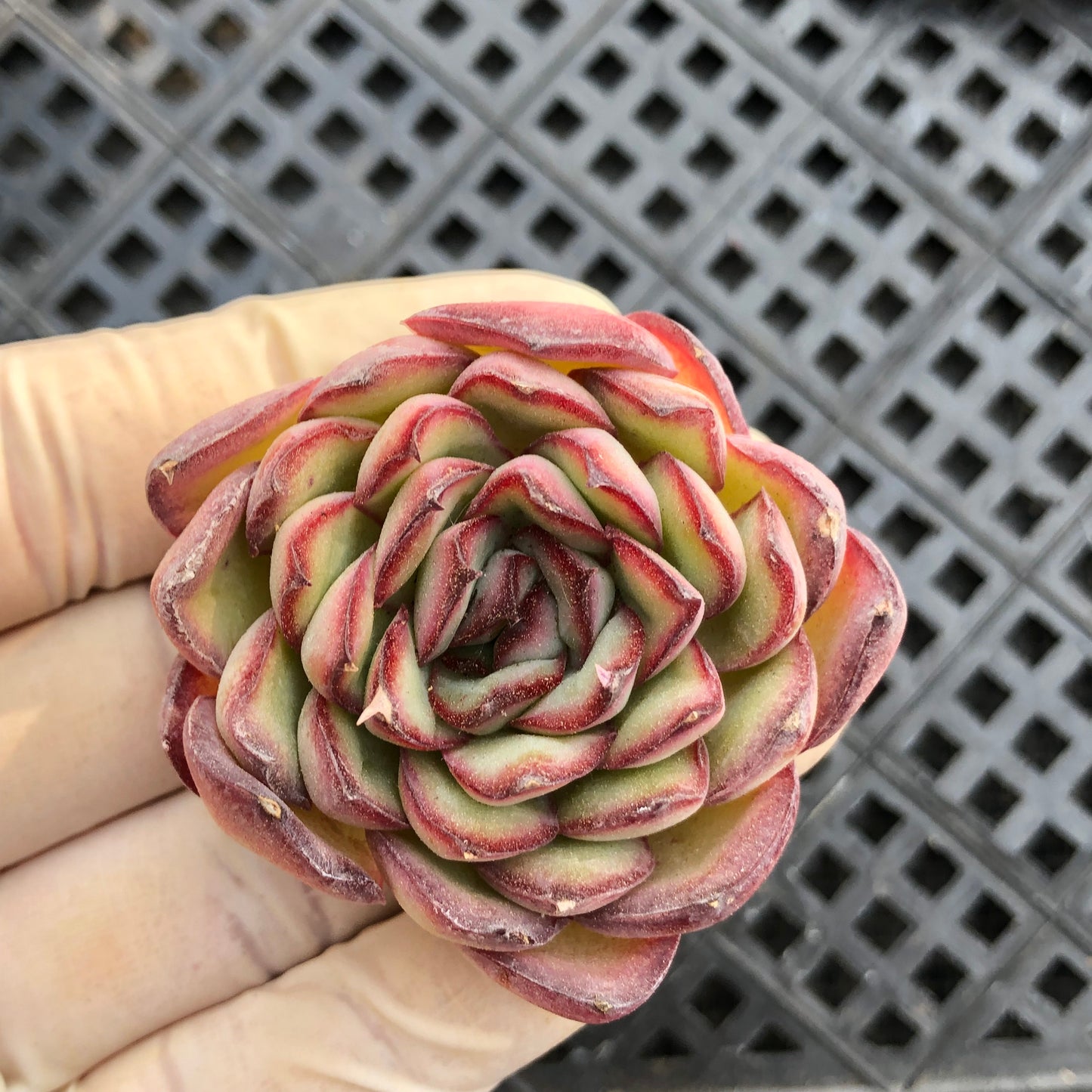 エケベリア 25386 メキシコ　プリドニス