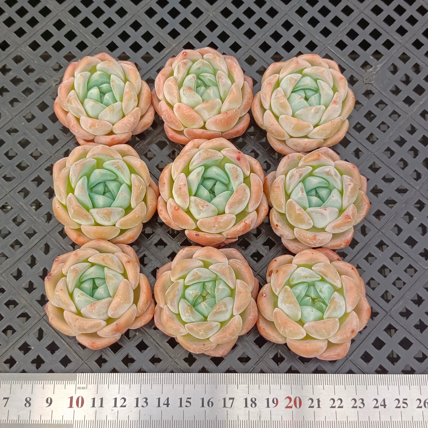 エケベリア 360018 デイドリーム