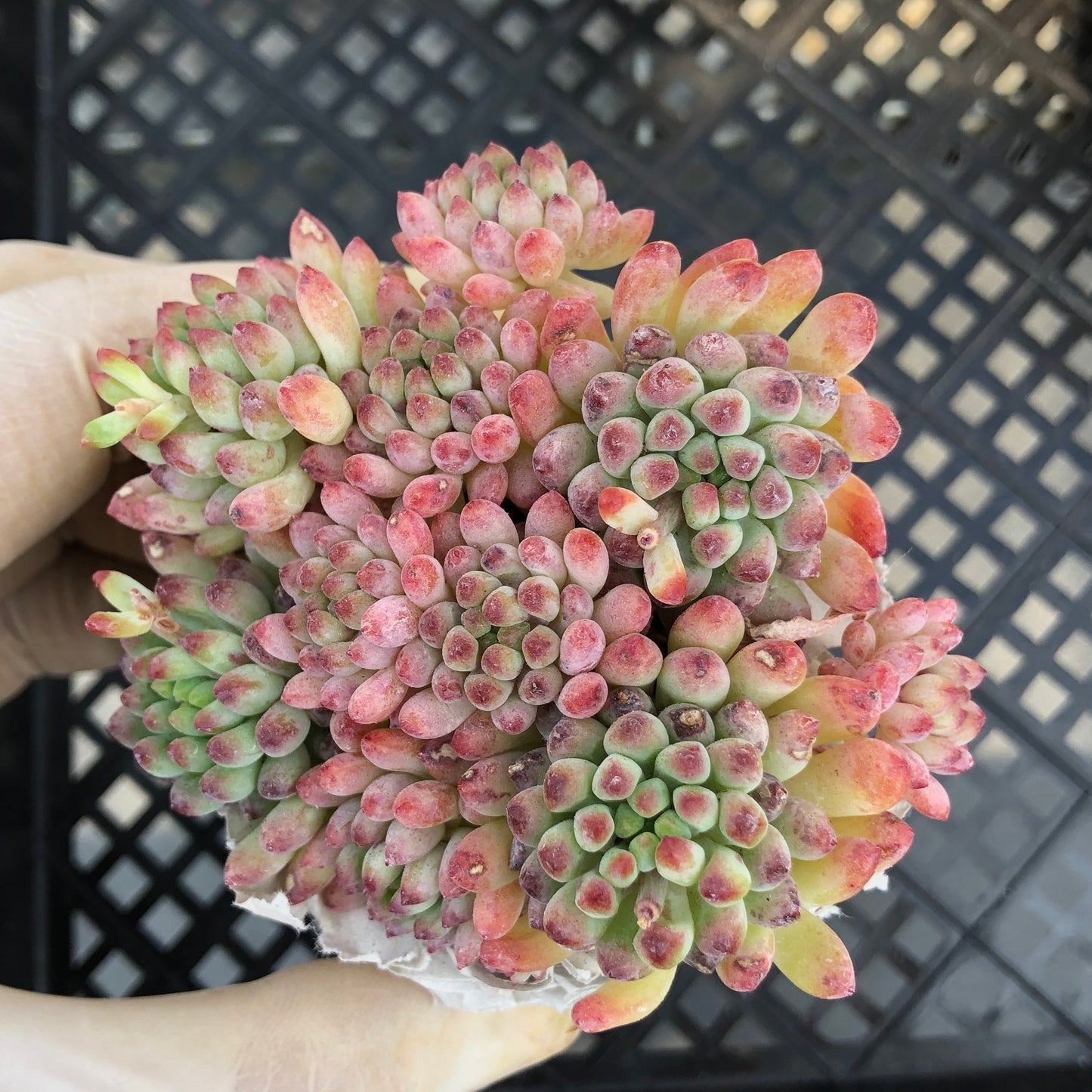 エケベリア 25391 花火
