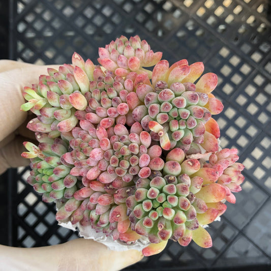 エケベリア 25391 花火