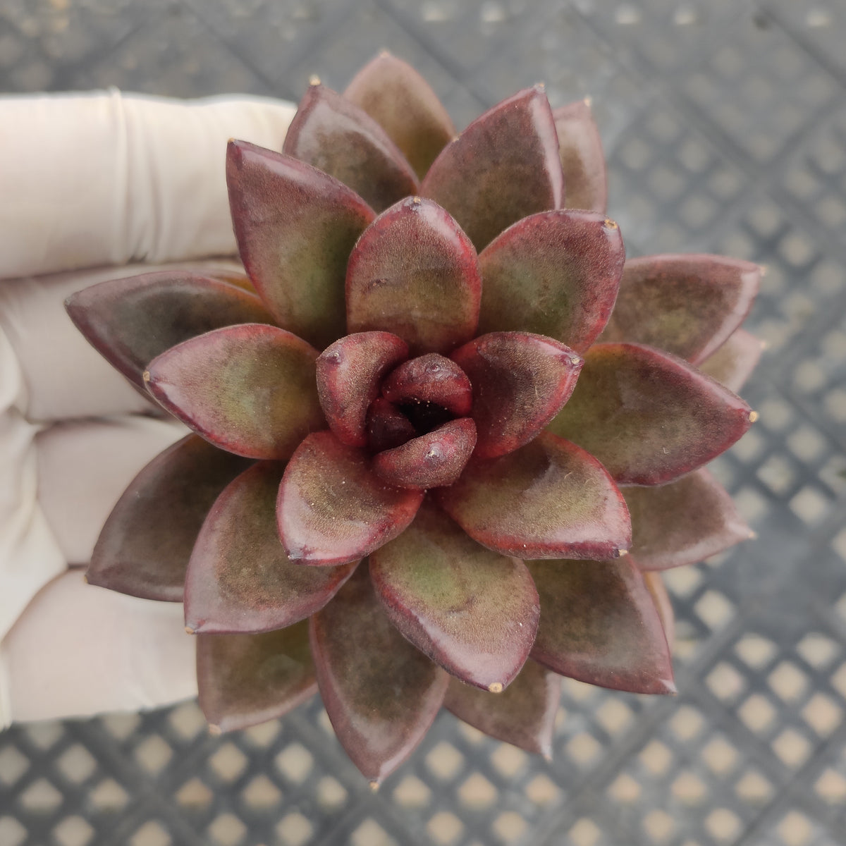 エケベリア 360622 ジョイフル ローズ