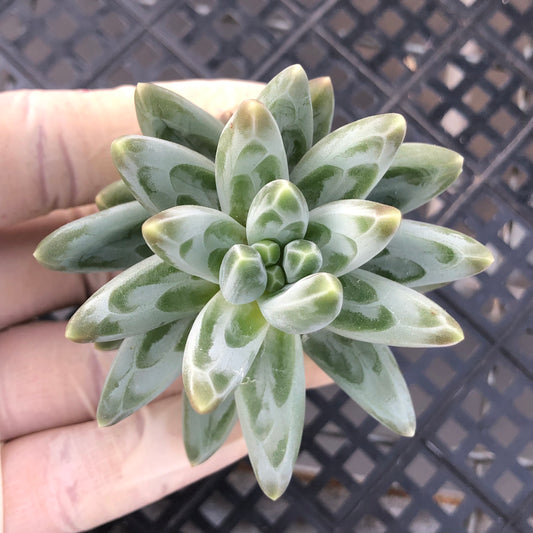 エケベリア 361545 フェニックス x フェザー