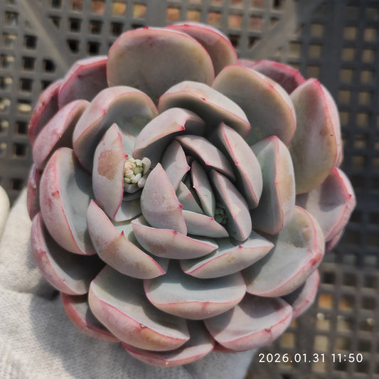 21203 アイス　ピュア 7cm pot size