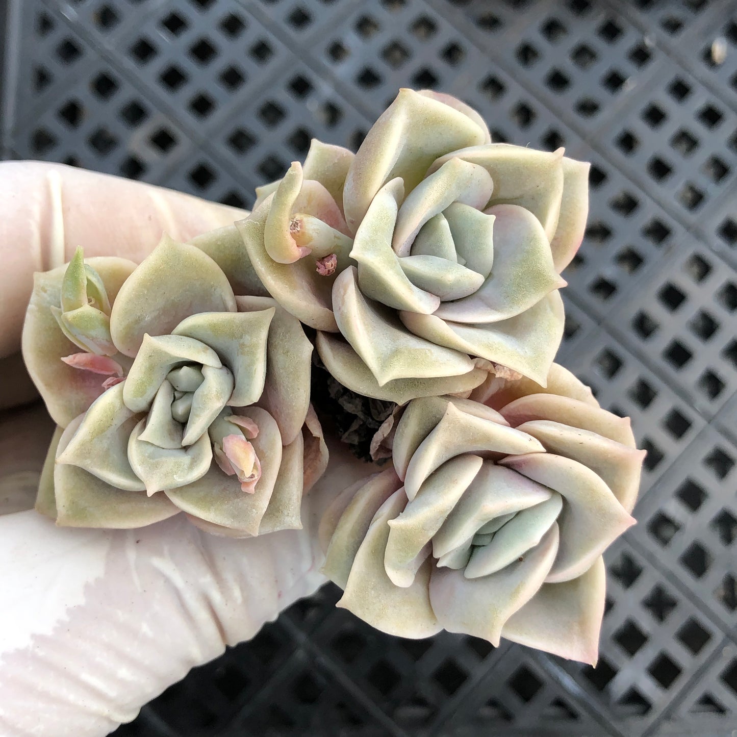 エケベリア 26214 ラブリーローズ